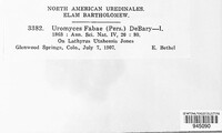 Uromyces viciae-fabae image
